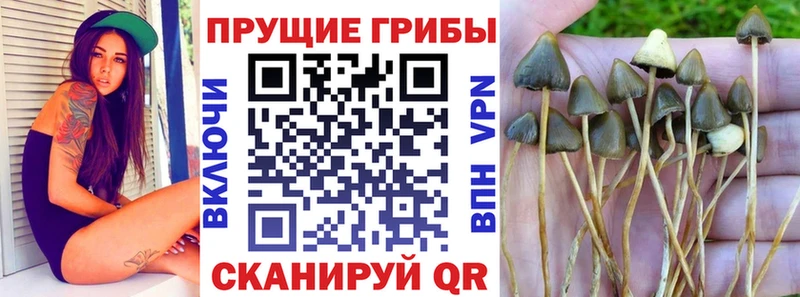 Галлюциногенные грибы MAGIC MUSHROOMS  Купить где  Валдай 